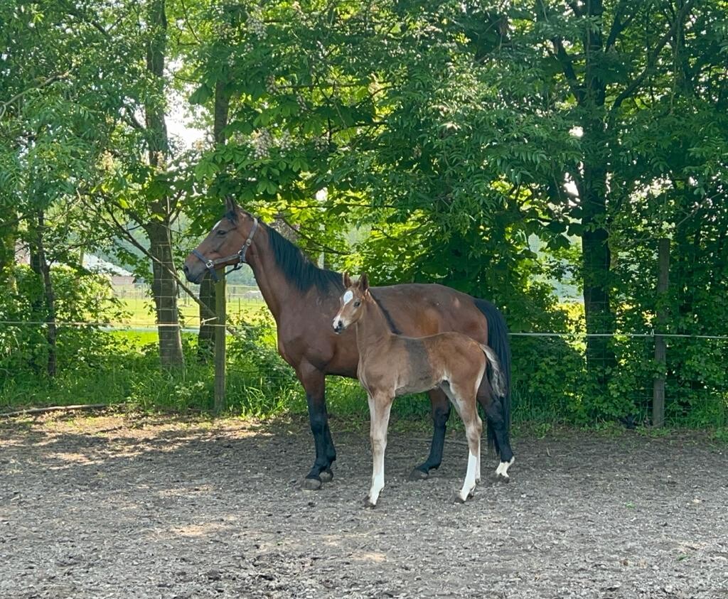 Tiger van 't Ruytershof x Grandorado