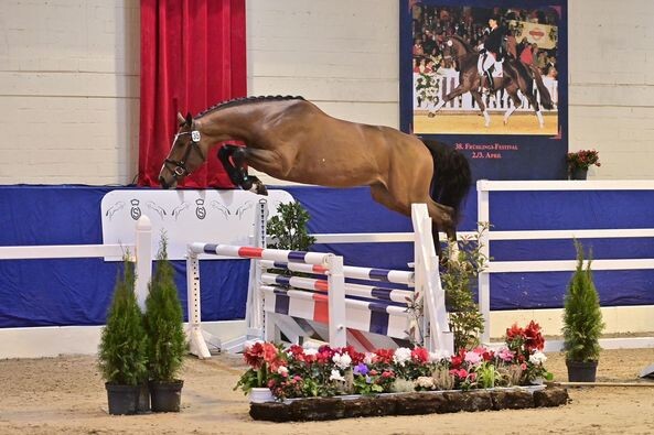 Reserve Champion Oldenburger Uricas x Kannan Reserve Champion Oldenburger Uricas x Kannan